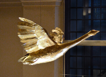 Goose-of-Cairo-goose-2